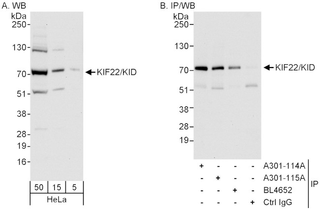 KIF22/KID Antibody in Western Blot (WB)
