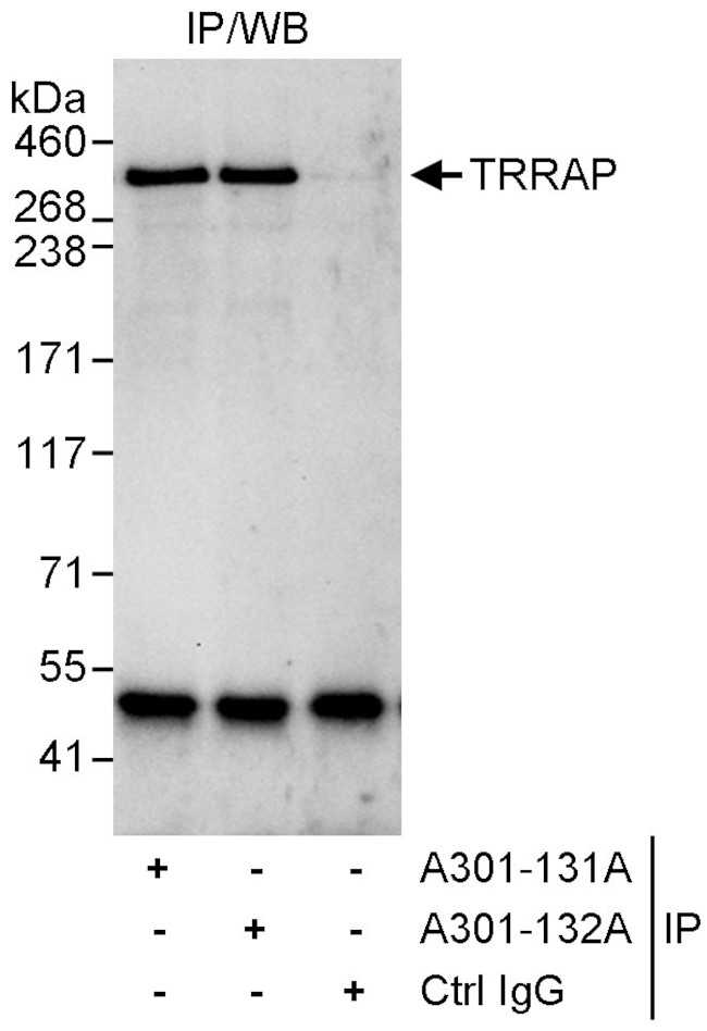 TRRAP Antibody in Immunoprecipitation (IP)
