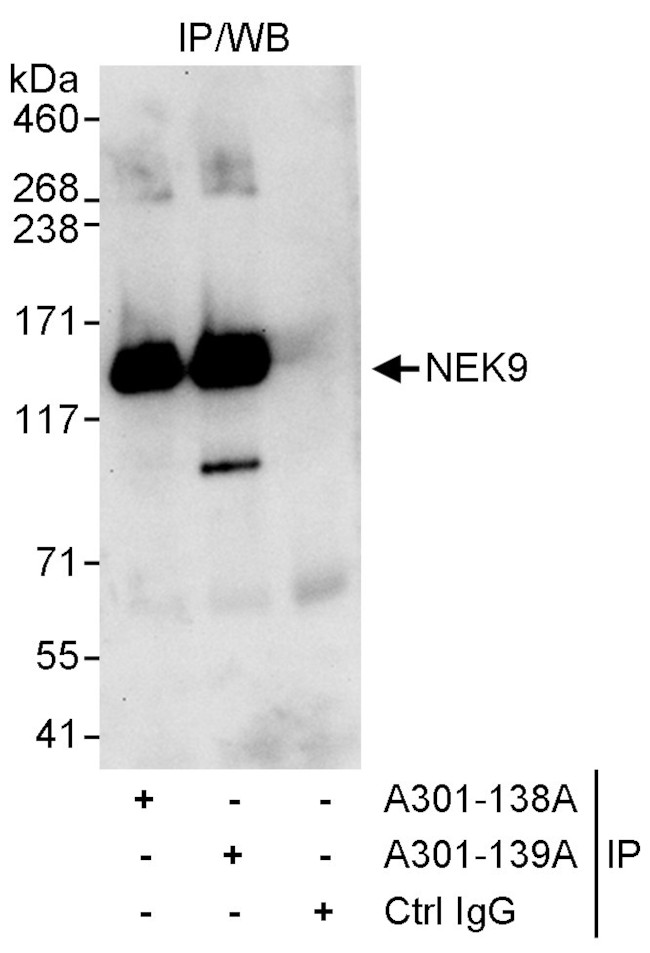 NEK9 Antibody in Immunoprecipitation (IP)