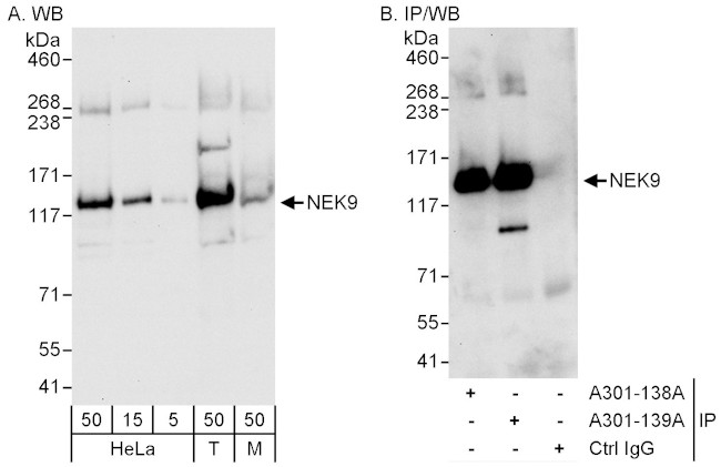 NEK9 Antibody in Western Blot (WB)