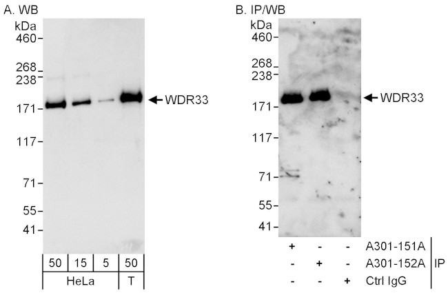 WDR33 Antibody in Western Blot (WB)