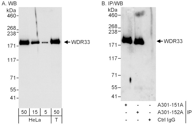 WDR33 Antibody in Western Blot (WB)