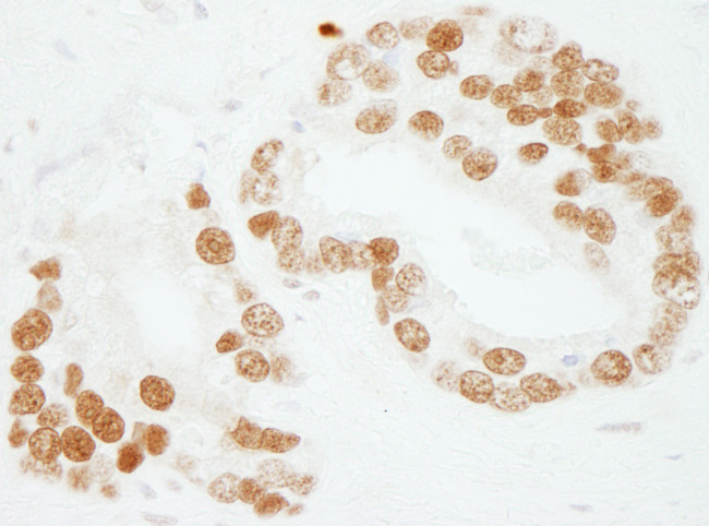 PC4 Antibody in Immunohistochemistry (Paraffin) (IHC (P))
