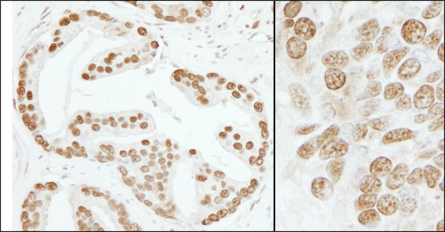 PC4 Antibody in Immunohistochemistry (Paraffin) (IHC (P))
