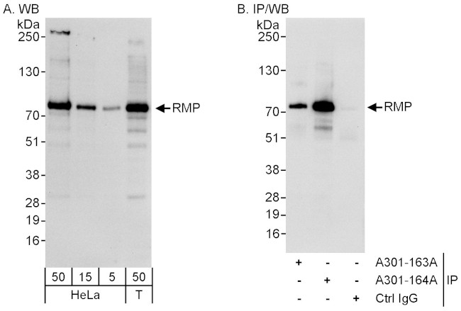 RMP Antibody in Western Blot (WB)