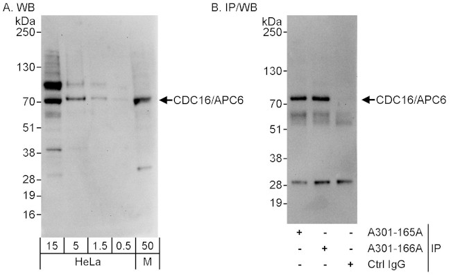 CDC16/APC6 Antibody in Western Blot (WB)