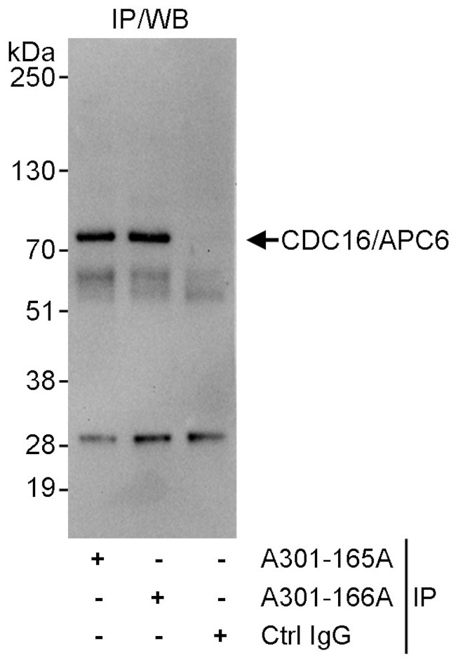 CDC16/APC6 Antibody in Immunoprecipitation (IP)
