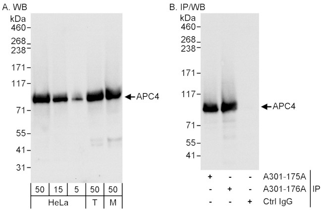 APC4 Antibody in Western Blot (WB)