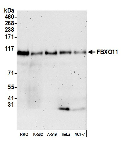 FBXO11 Antibody in Western Blot (WB)