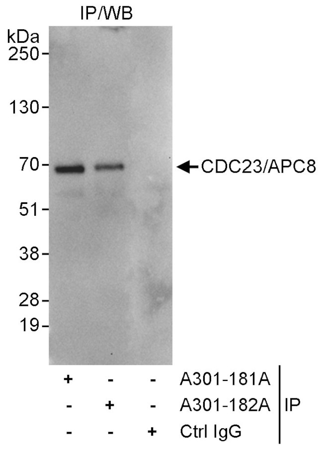 CDC23/APC8 Antibody in Immunoprecipitation (IP)