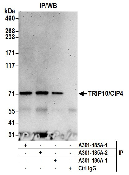TRIP10/CIP4 Antibody in Immunoprecipitation (IP)