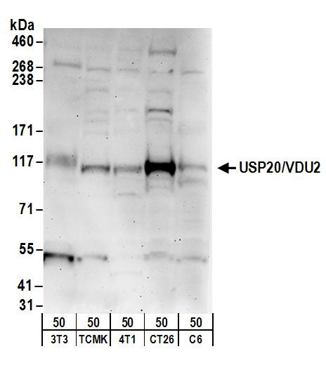 USP20/VDU2 Antibody in Western Blot (WB)