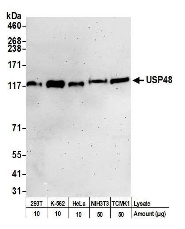 USP48 Antibody in Western Blot (WB)