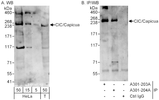 CIC/Capicua Antibody in Western Blot (WB)