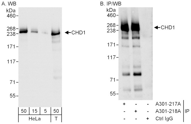 CHD1 Antibody in Western Blot (WB)