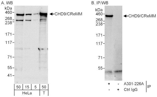 CHD9/CReMM Antibody in Western Blot (WB)