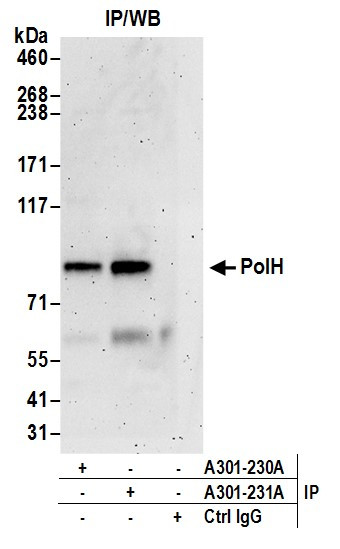 PolH Antibody in Immunoprecipitation (IP)