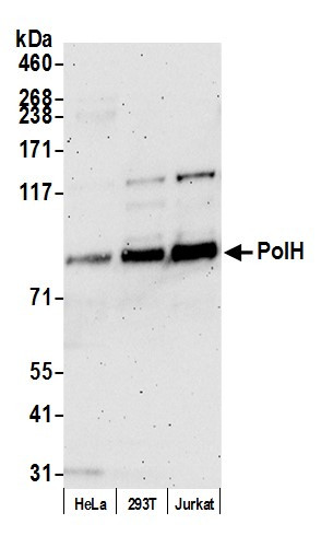 PolH Antibody in Western Blot (WB)