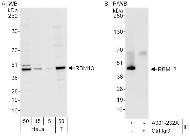 RBM13 Antibody in Western Blot (WB)