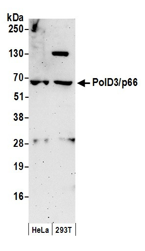 PolD3/p66 Antibody in Western Blot (WB)