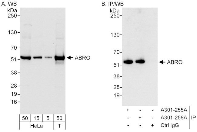 ABRO Antibody in Western Blot (WB)