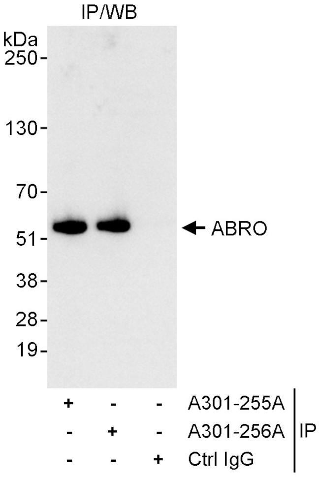 ABRO Antibody in Immunoprecipitation (IP)