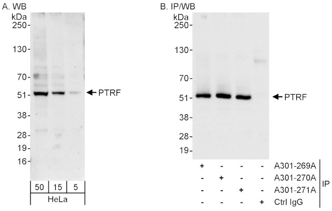 PTRF Antibody in Western Blot (WB)