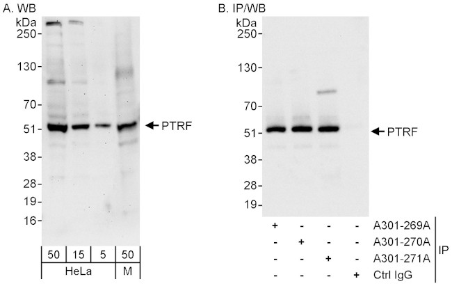PTRF Antibody in Western Blot (WB)