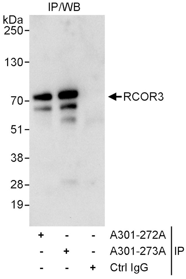RCOR3 Antibody in Immunoprecipitation (IP)