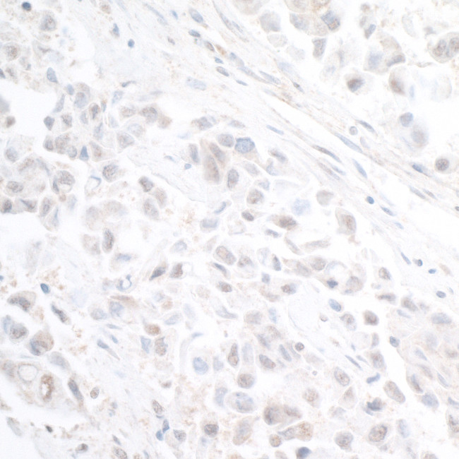 INT11 Antibody in Immunohistochemistry (Paraffin) (IHC (P))