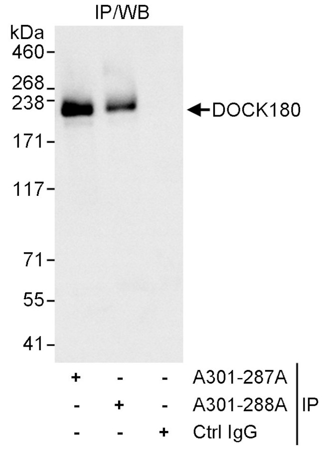 DOCK180 Antibody in Immunoprecipitation (IP)