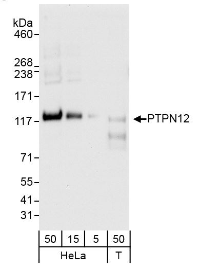 PTPN12 Antibody in Western Blot (WB)