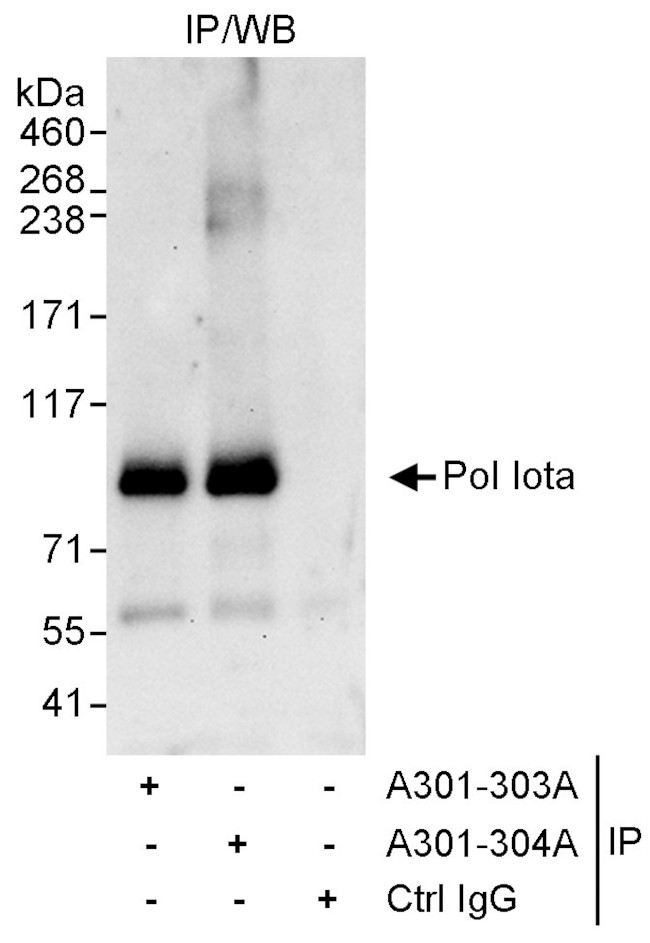 Pol Iota Antibody in Immunoprecipitation (IP)
