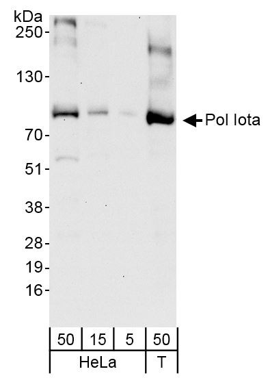 Pol Iota Antibody in Western Blot (WB)