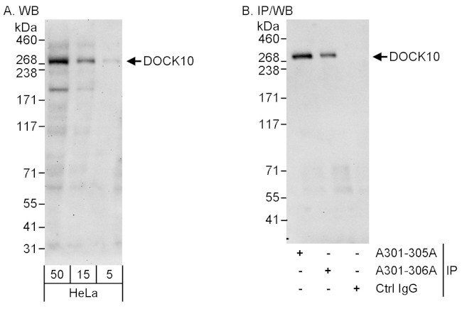 DOCK10 Antibody in Western Blot (WB)