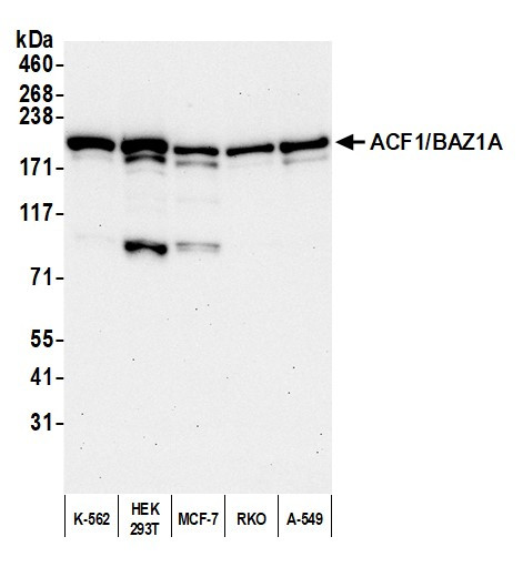 ACF1/BAZ1A Antibody in Western Blot (WB)