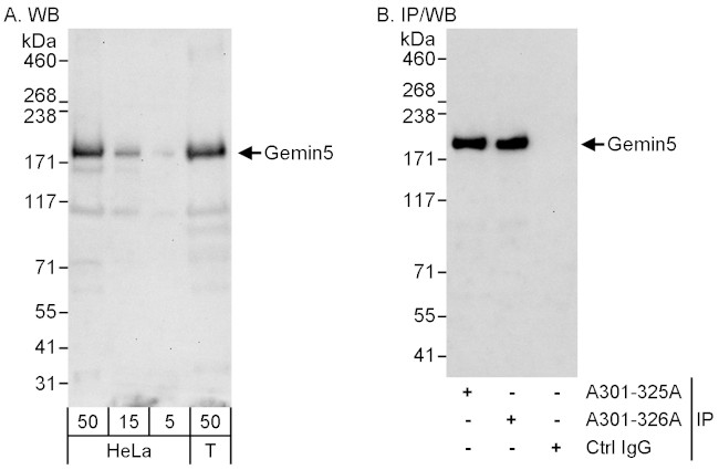 Gemin5 Antibody in Western Blot (WB)