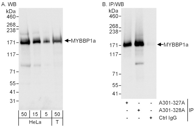 MYBBP1A Antibody in Western Blot (WB)