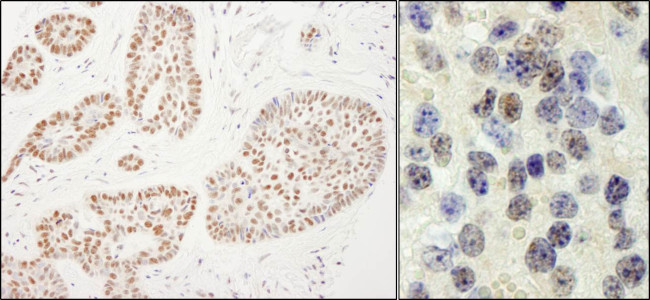 Rtf1 Antibody in Immunohistochemistry (Paraffin) (IHC (P))