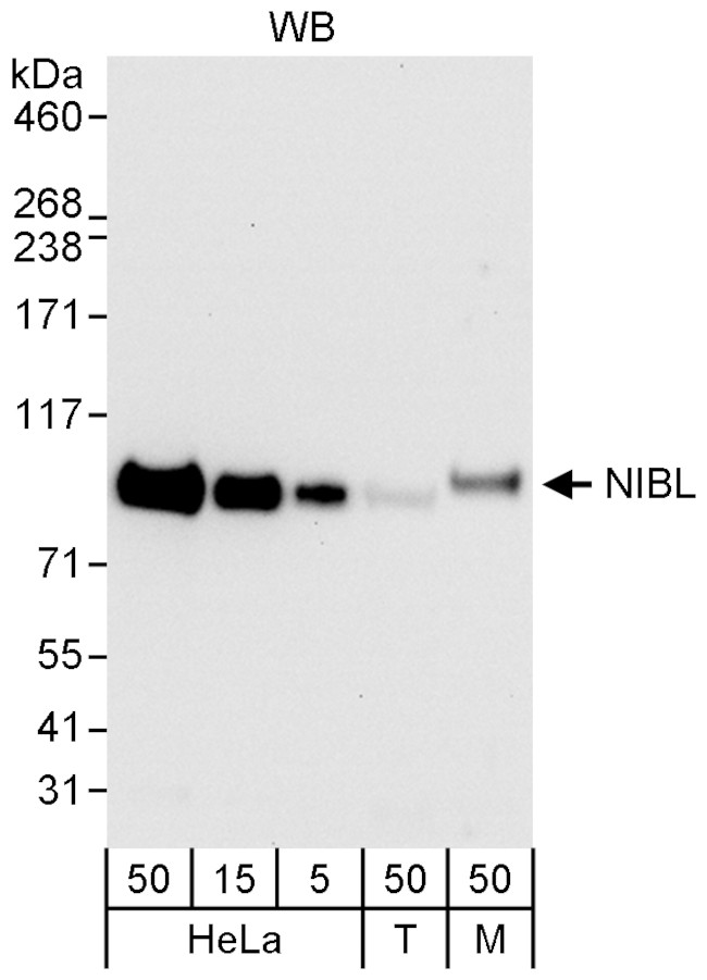 NIBL Antibody in Western Blot (WB)