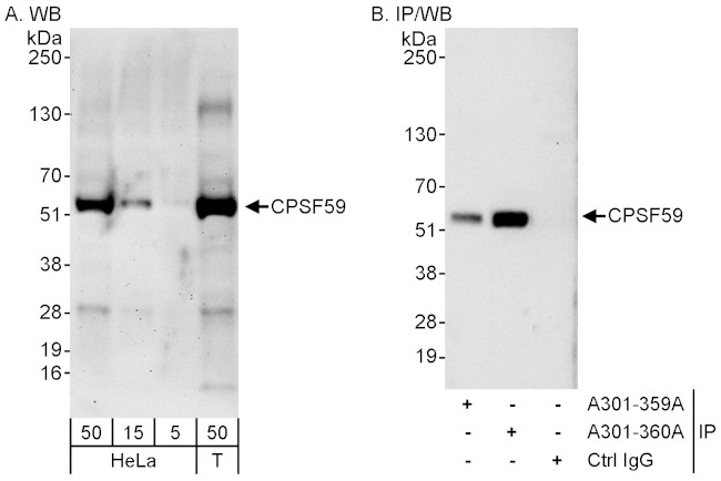 CPSF59 Antibody in Western Blot (WB)