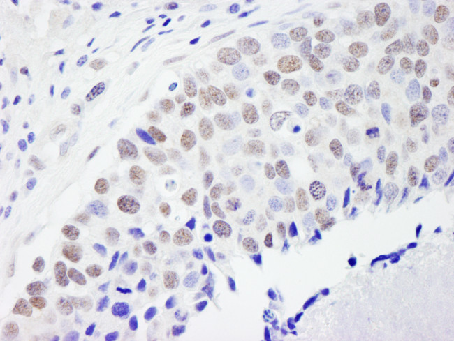 CPSF59 Antibody in Immunohistochemistry (Paraffin) (IHC (P))