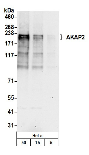 AKAP2 Antibody in Western Blot (WB)