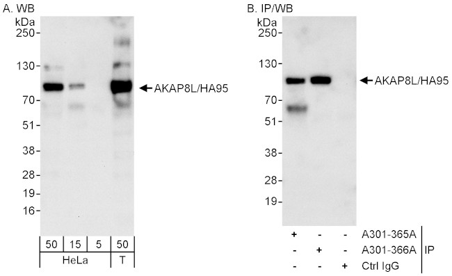 AKAP8L/HA95 Antibody in Western Blot (WB)