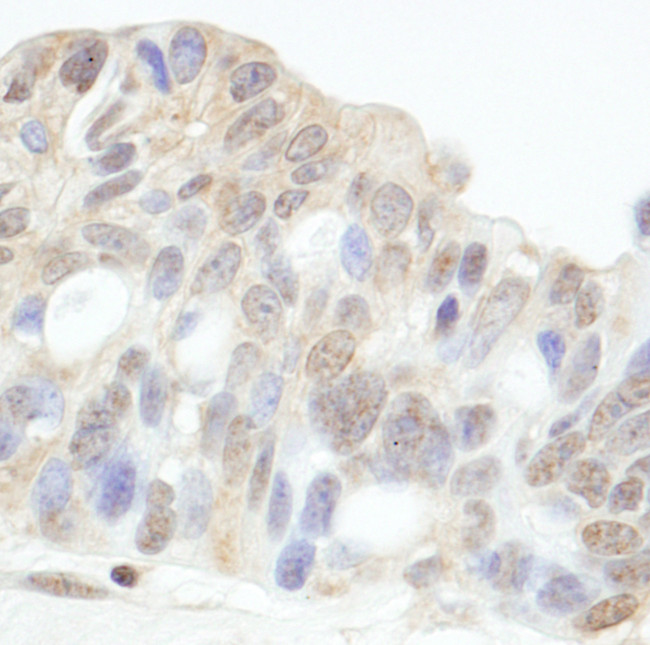 HDAC7 Antibody in Immunohistochemistry (Paraffin) (IHC (P))