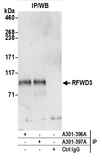 RFWD3 Antibody in Western Blot (WB)
