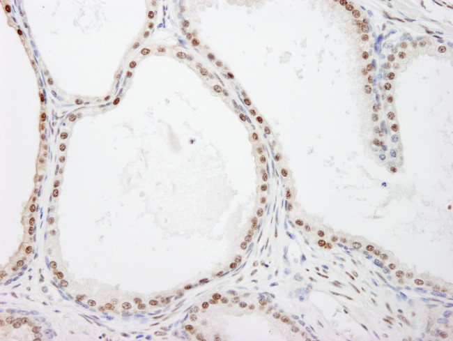 FKBP5/FKBP51 Antibody in Immunohistochemistry (Paraffin) (IHC (P))