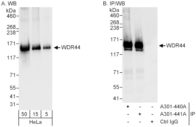 WDR44 Antibody in Western Blot (WB)