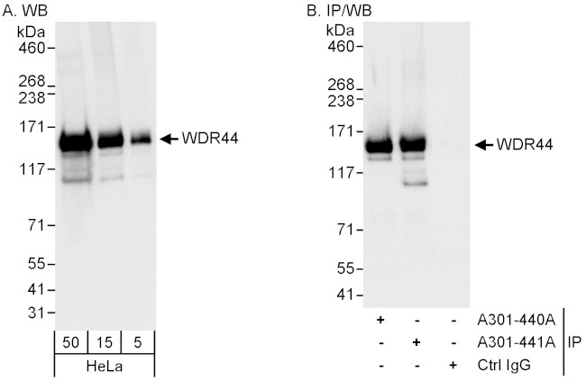 WDR44 Antibody in Western Blot (WB)