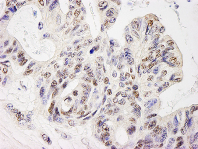 ELF1 Antibody in Immunohistochemistry (Paraffin) (IHC (P))